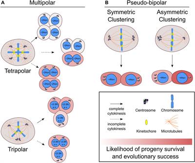 The fate of extra centrosomes in newly formed tetraploid cells: should I stay, or should I go?